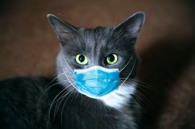 Cat 4