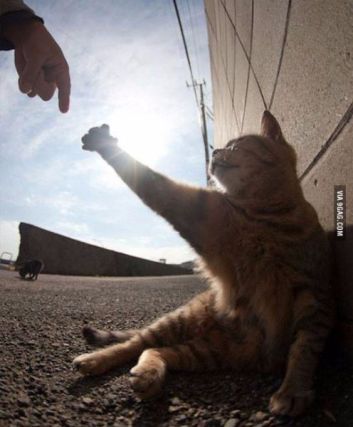 Cat 5