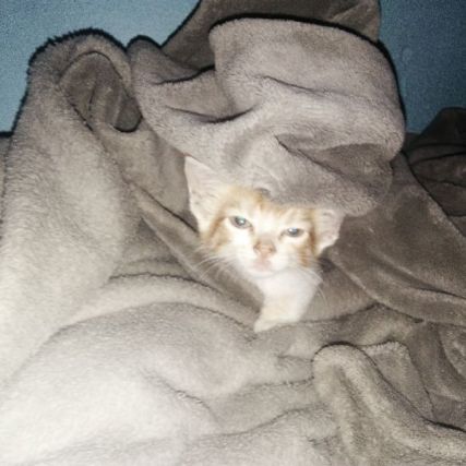 Cat 3