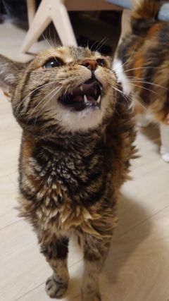 Cat 1