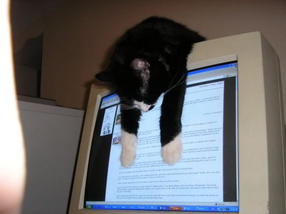 Cat 1