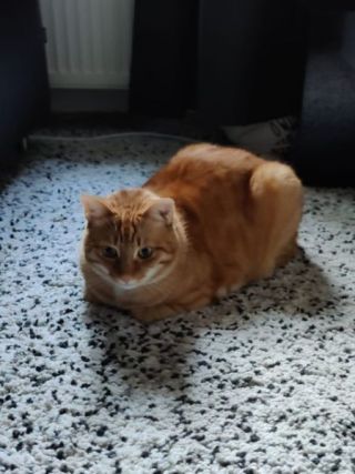 Cat 7