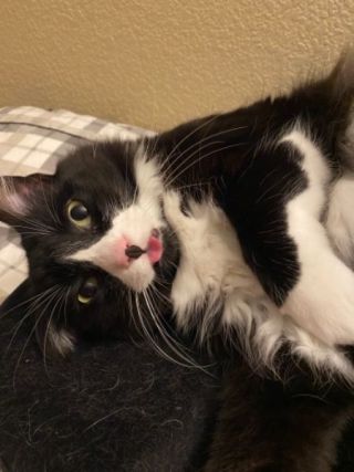 Cat 1