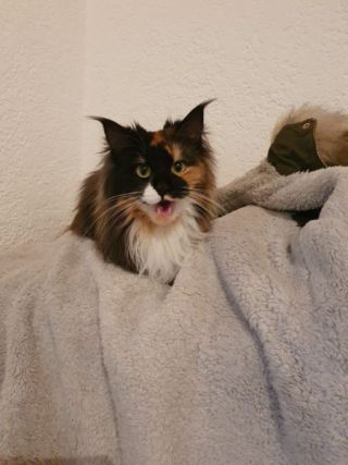 Cat 1