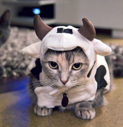 Cat 3