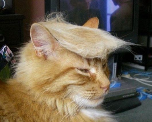 Cat 5