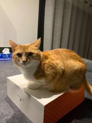Cat 2