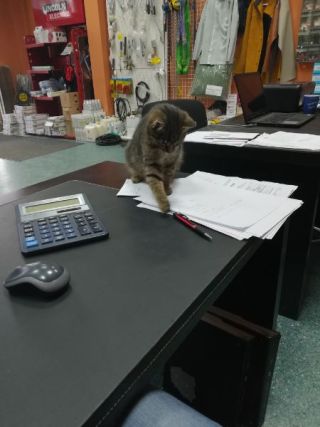 Cat 2