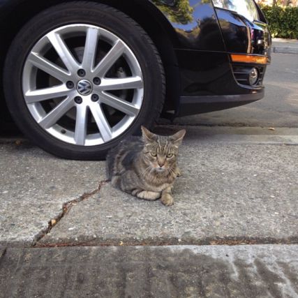 Cat 5