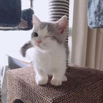 Cat 3