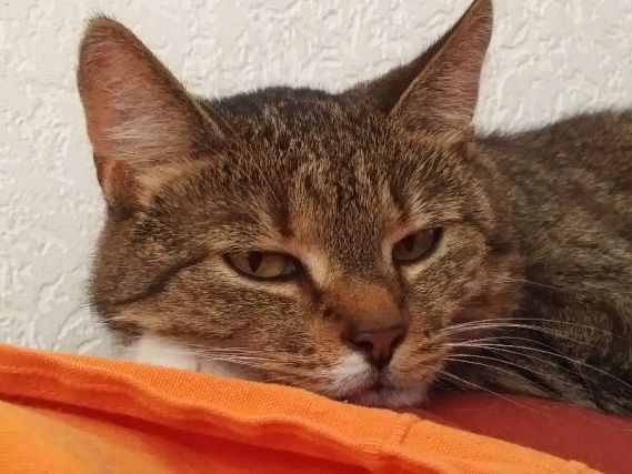 Cat 4