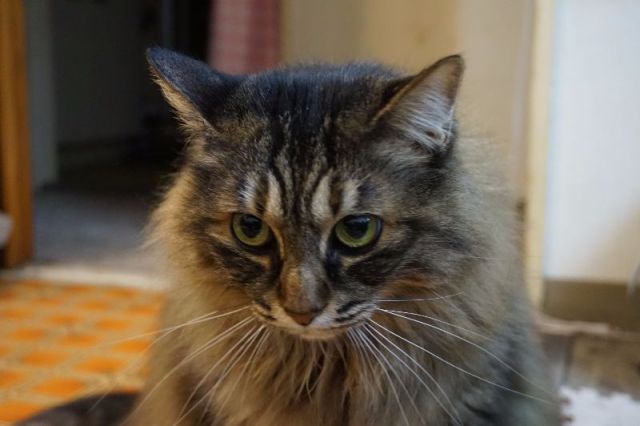 Cat 9