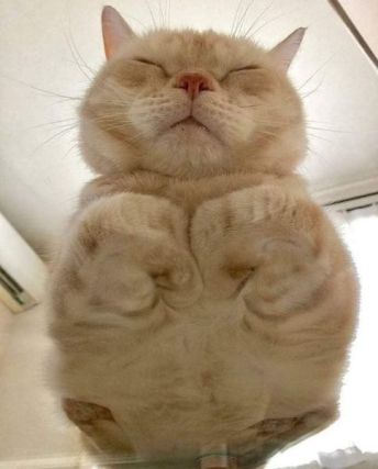 Cat 3