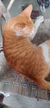 Cat 2