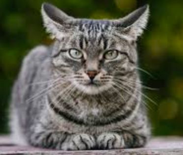 Cat 5