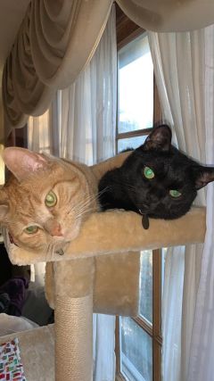 Cat 4