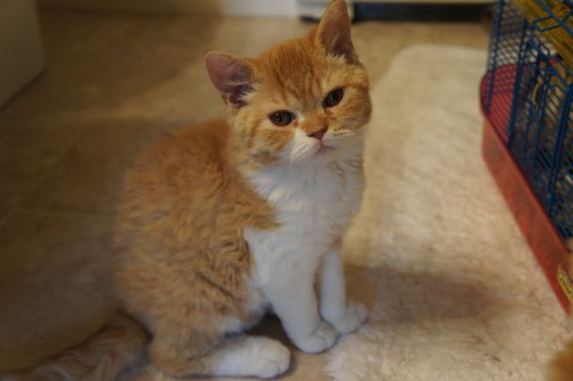 Cat 1