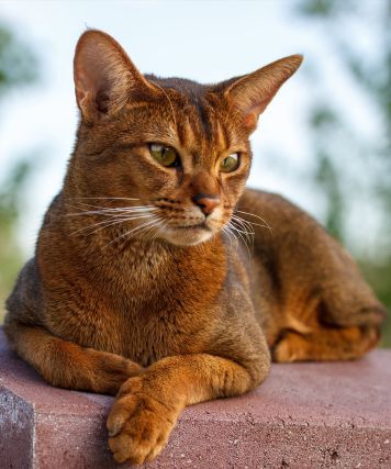 Cat 1