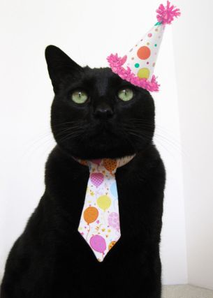Cat 1