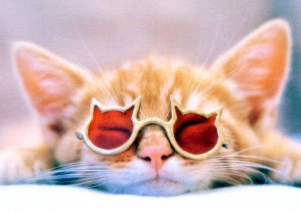 Cat 1