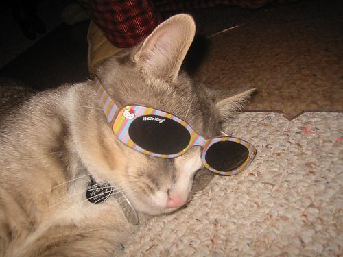 Cat 1