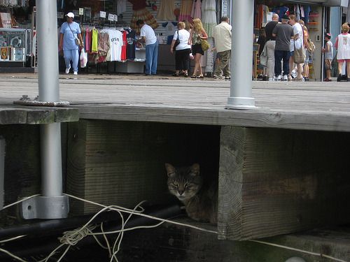 Cat 1