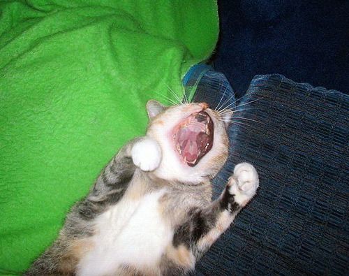 Cat 1