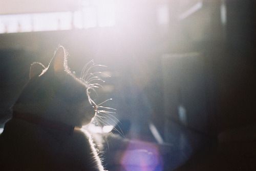 Cat 1