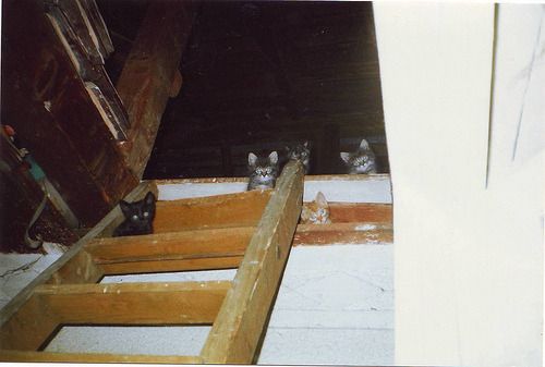 Cat 1