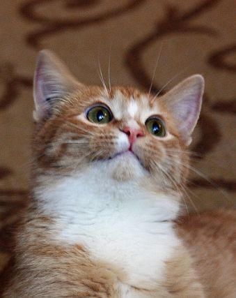 Cat 1