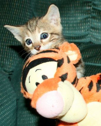 Cat 1