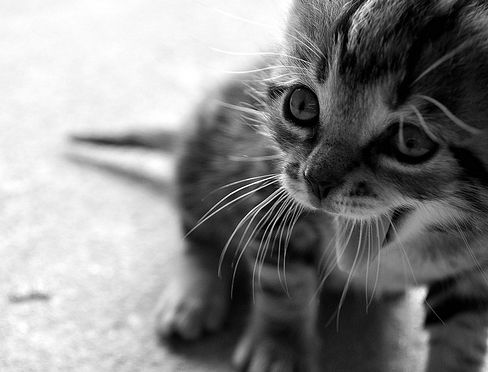 Cat 1