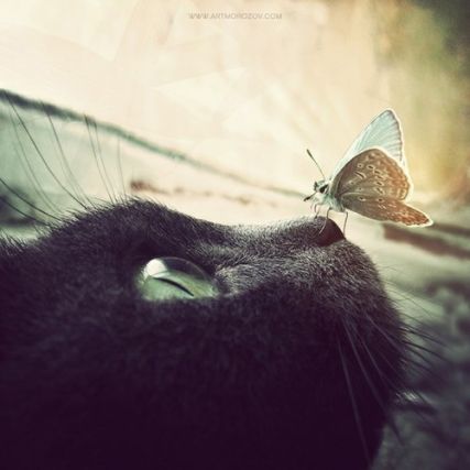 Cat 1