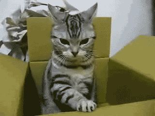 Cat 1