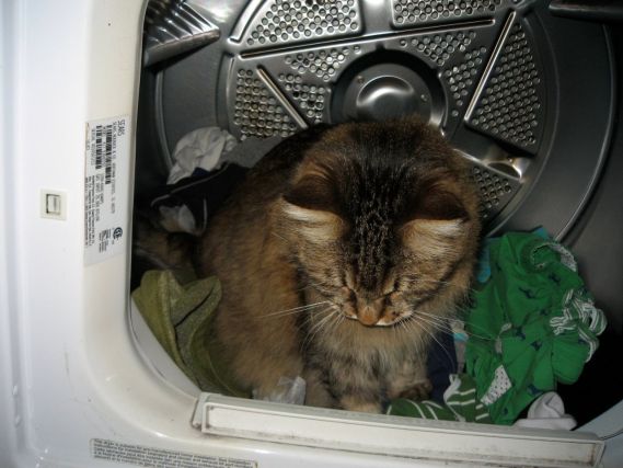 Cat 1