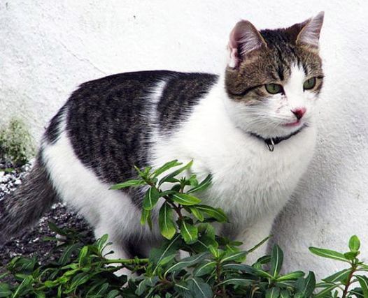 Cat 1