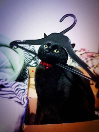 Cat 1