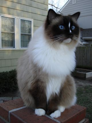 Cat 1
