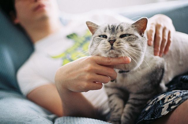Cat 1