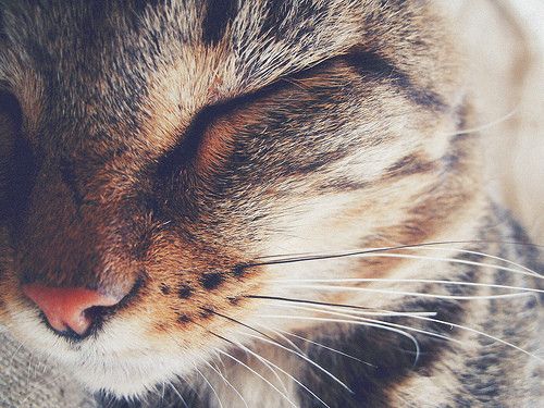 Cat 1