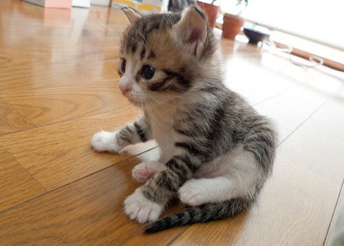 Cat 1