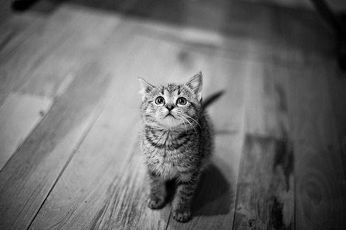 Cat 1