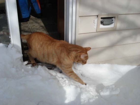 Cat 1