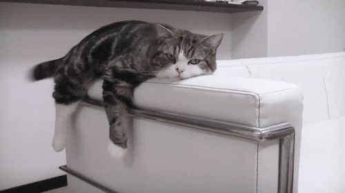 Cat 1