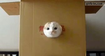 Cat 1