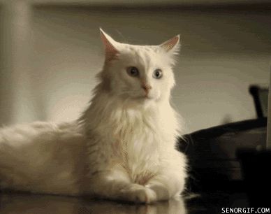 Cat 1