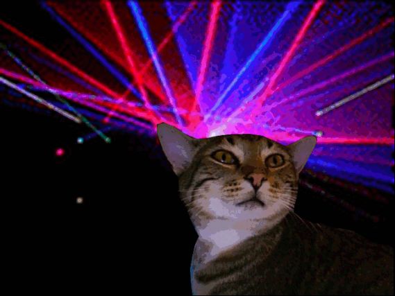Cat 1