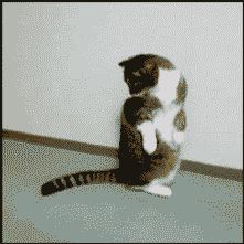Cat 1