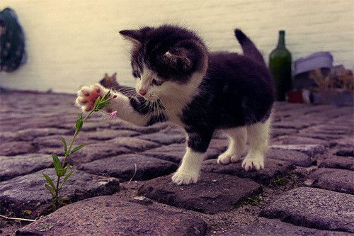 Cat 1
