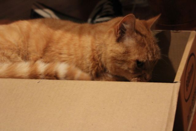 Cat 1